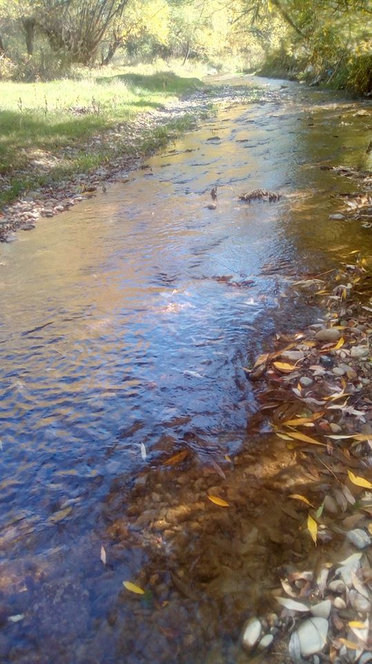 ganduri de maria mazere.jpg