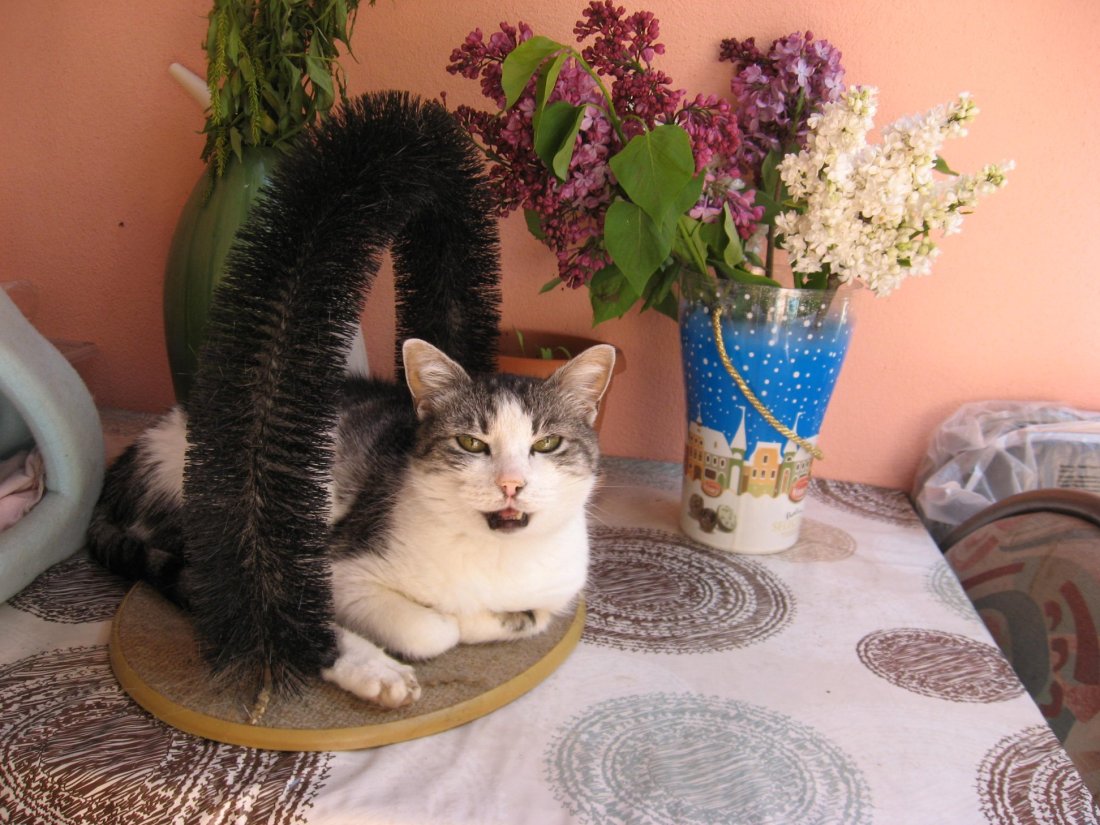 Karo1 de marilena dumitrescu.jpg