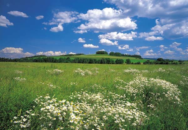 Pentru Romania mandra de Eugenia Calancea
