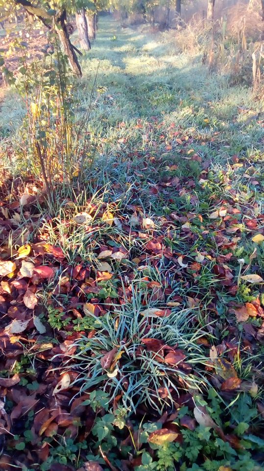 toamna de azur de maria mazere.jpg