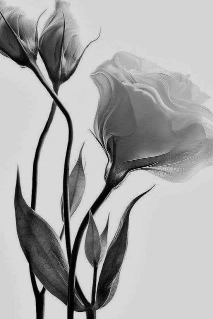 53660783_2118871444860116_7569131907825270784_n