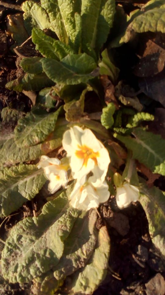 canta cu noi de maria mazere