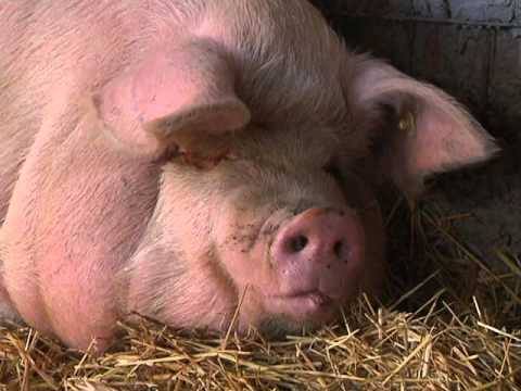 porcul si legea de c enescu