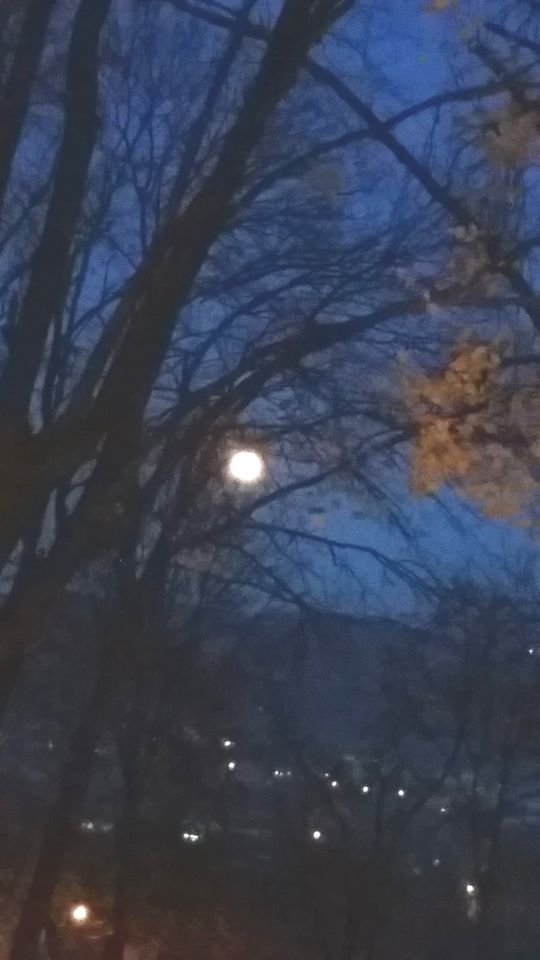 regina noptii de valentina petraru