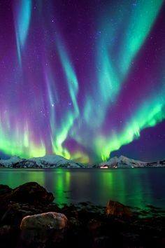 aripi frante de aurelia oanca