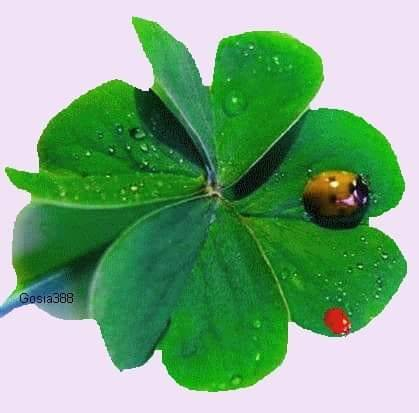 Esti norocos de stii de Mihaela CD