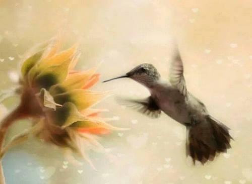 vis si cosmar de daniel visan d