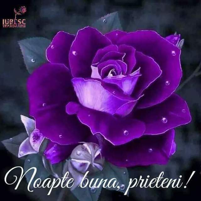 in nefiresc de Elena Tudosa