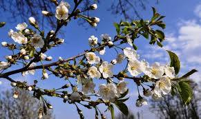 primavara din suflet de constantin enescu