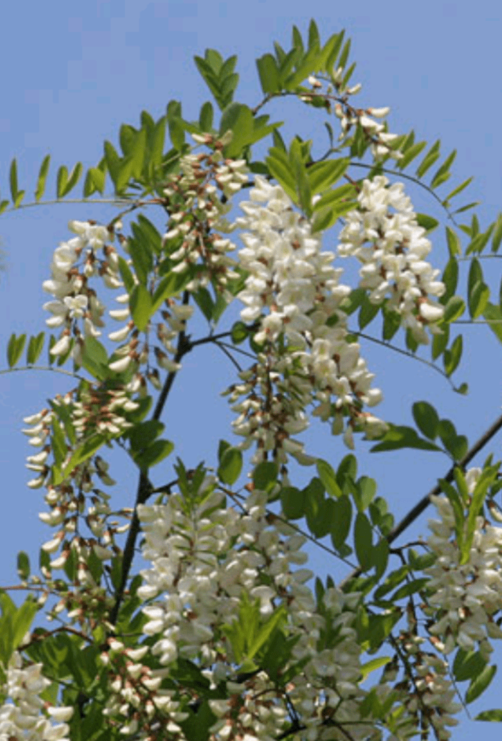 zambete culese din saron de janos bojboi