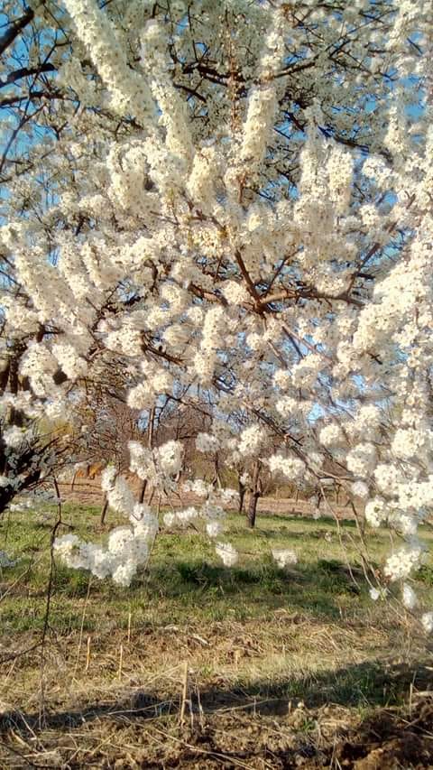 al meu isus de maria mazere