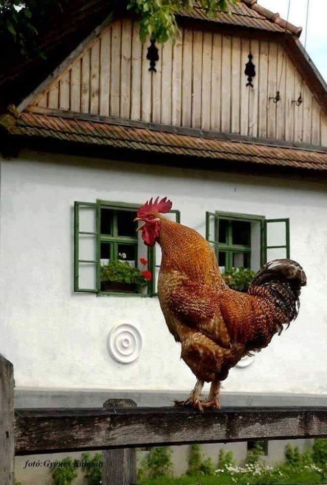 ce sunt eu de sandu chiva