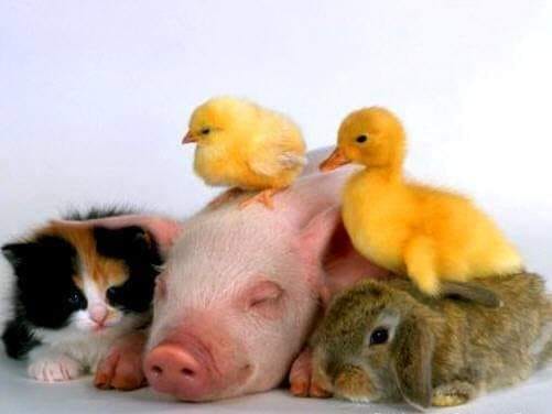 cinci prieteni minunati de teodora dumitru