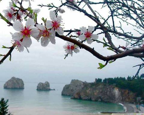 dac-as putea de aurelia oanca