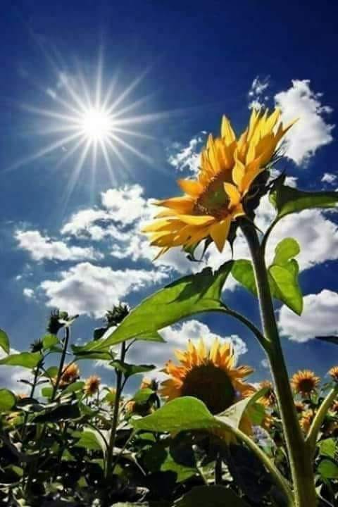 e loc sub soare de sandu chiva