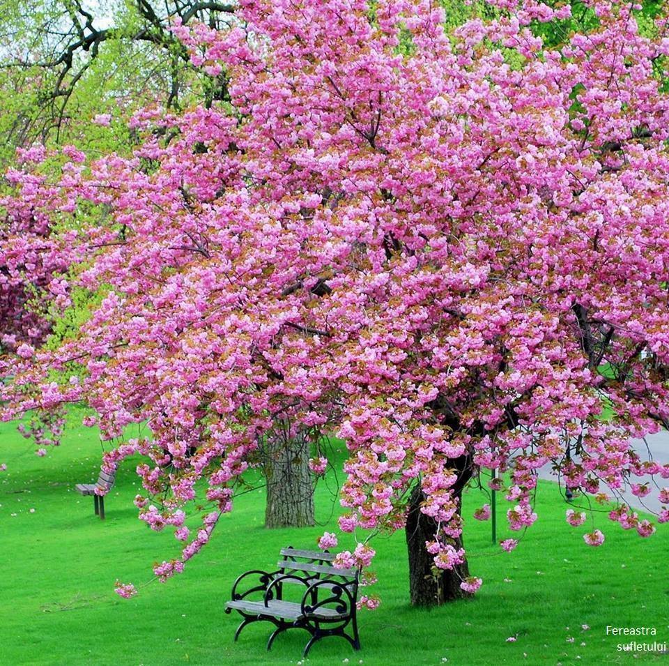 frumoasa primavara de aurelia oanca