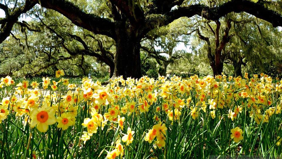 ghinda timpului de aurelia oanca
