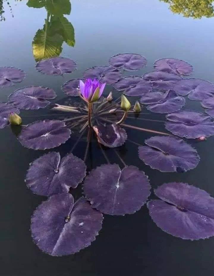 podoaba apei de aurelia oanaca