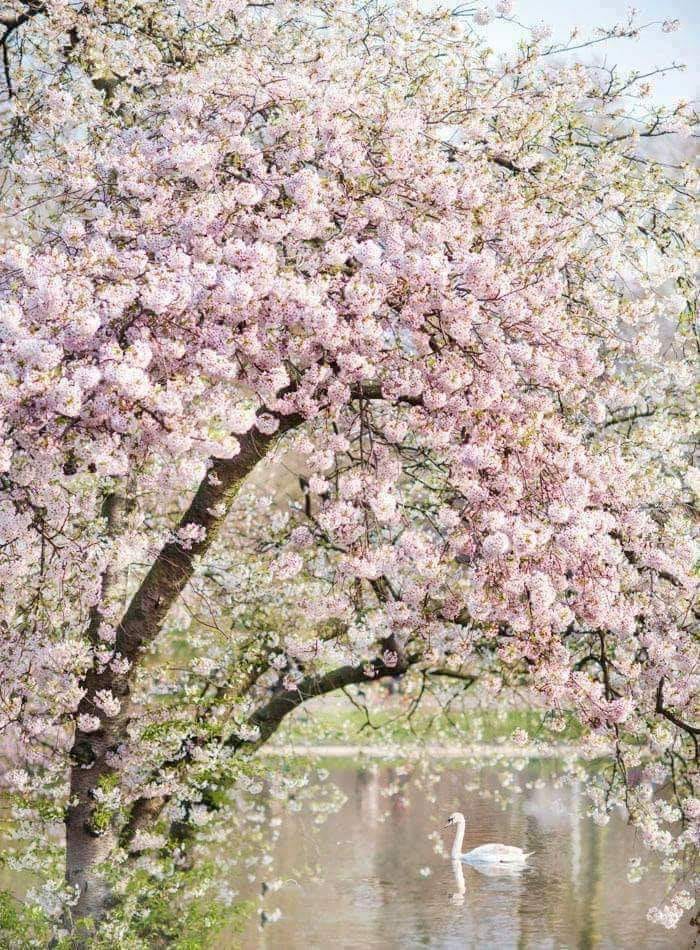 poezia mea de sandu chiva