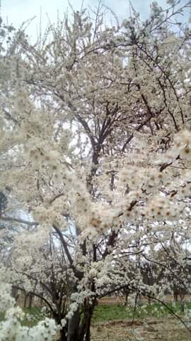 rapsodia primaverii de maria mazere