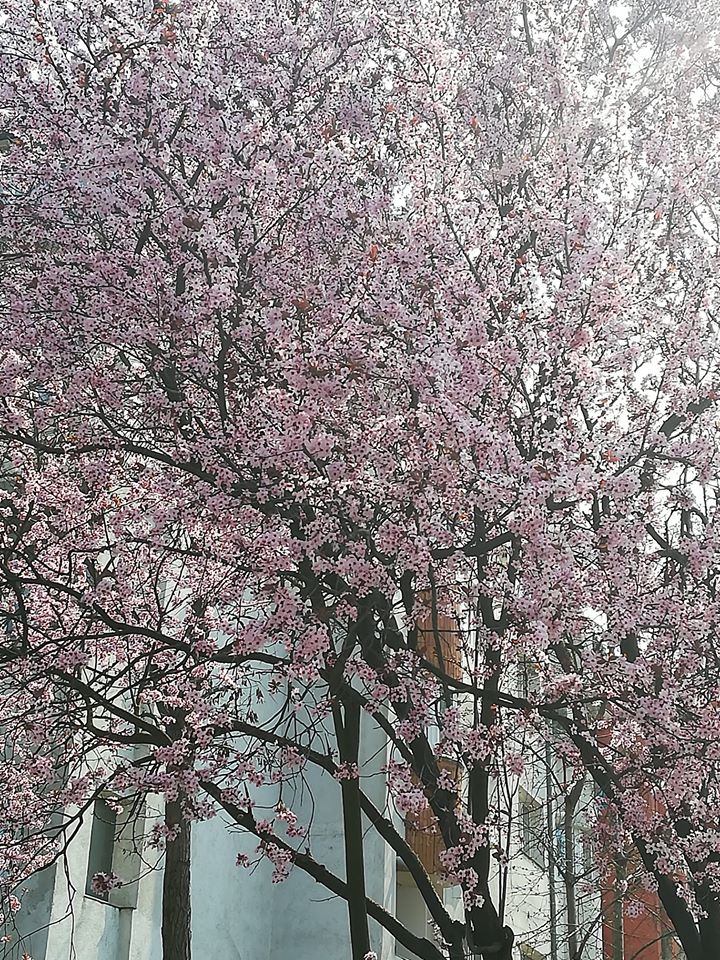 GANDURI DIN CARANTINA