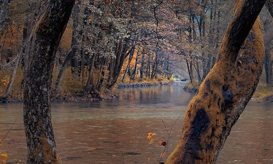 Iubirea din umbra pădurii