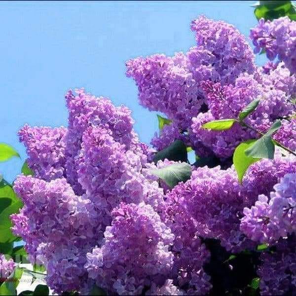 LILIACUL DE LA POARTA