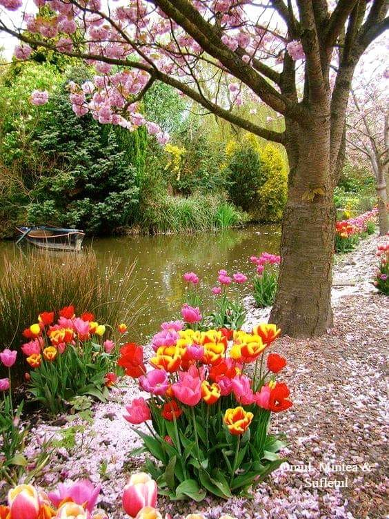 saruta-mi pomii de oanca