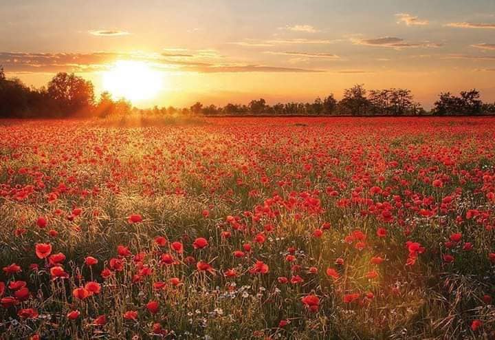 Unde-s macii de teo dumitru