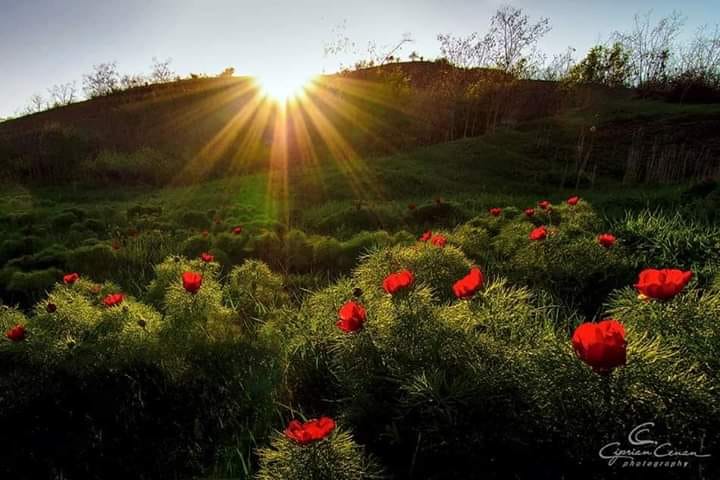 al diminetii vals de aurelia oanca