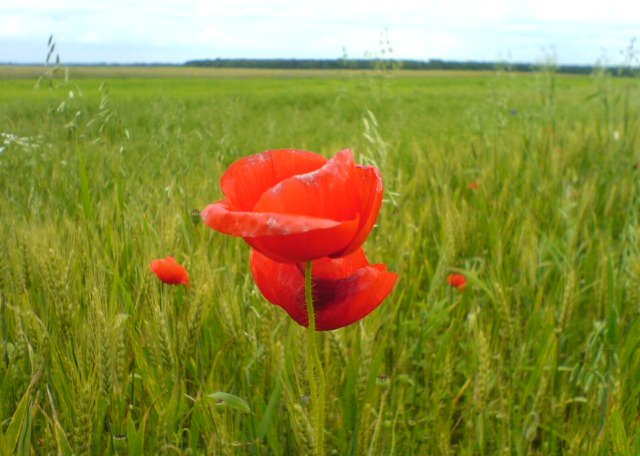 Ascult si tac de Mihaela CD