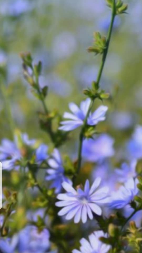 in flori de cicoare de a oanca