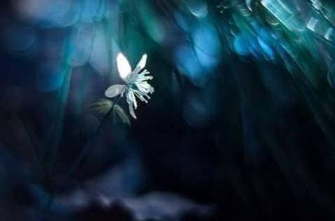 marea de cristal de dvd