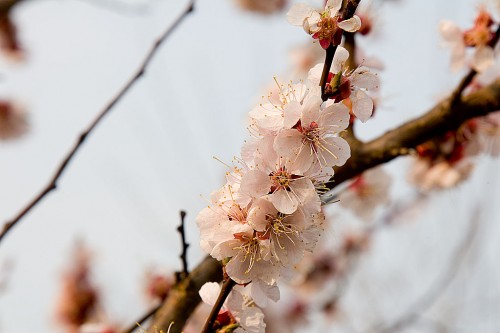 MUGURII SUFLETULUI DE MIHAELA CD