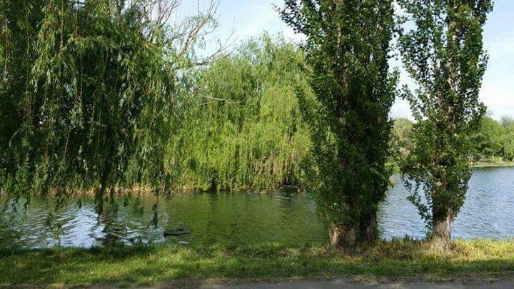 se varsa linistea de aurelia oanca