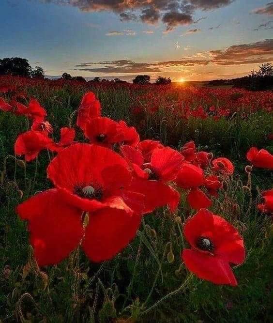 cand macii se frang de mugurel puscas