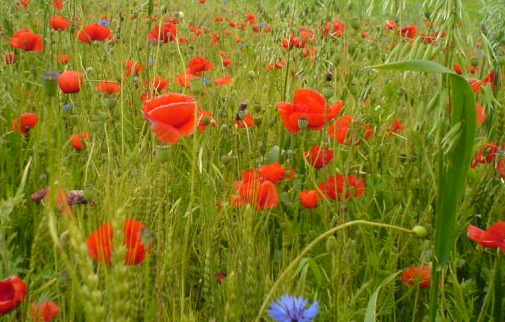 macul ucis de Mihaela CD