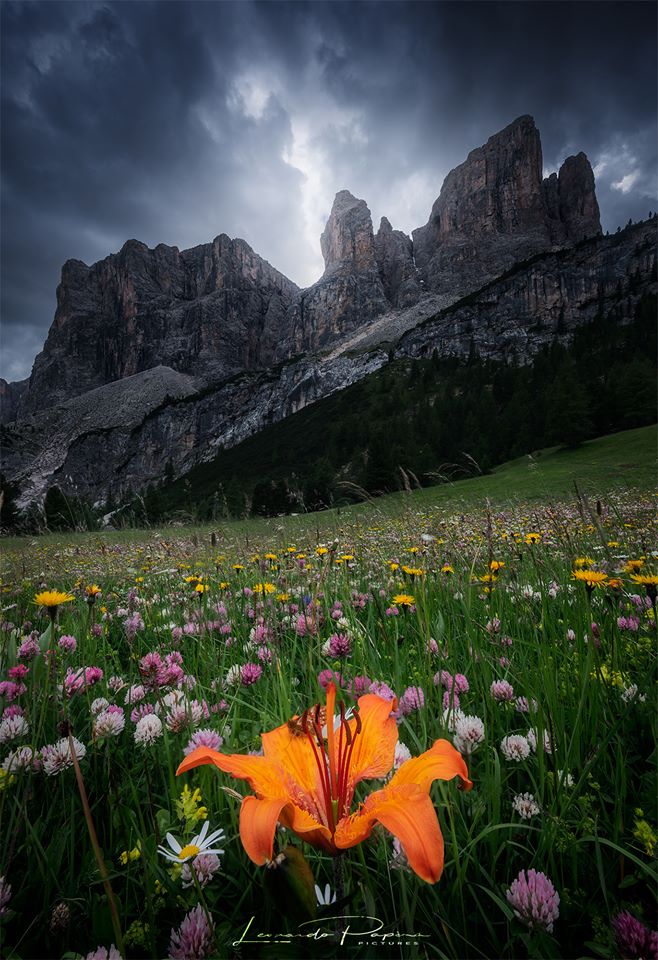 floarea sperantei de aurelia oanca