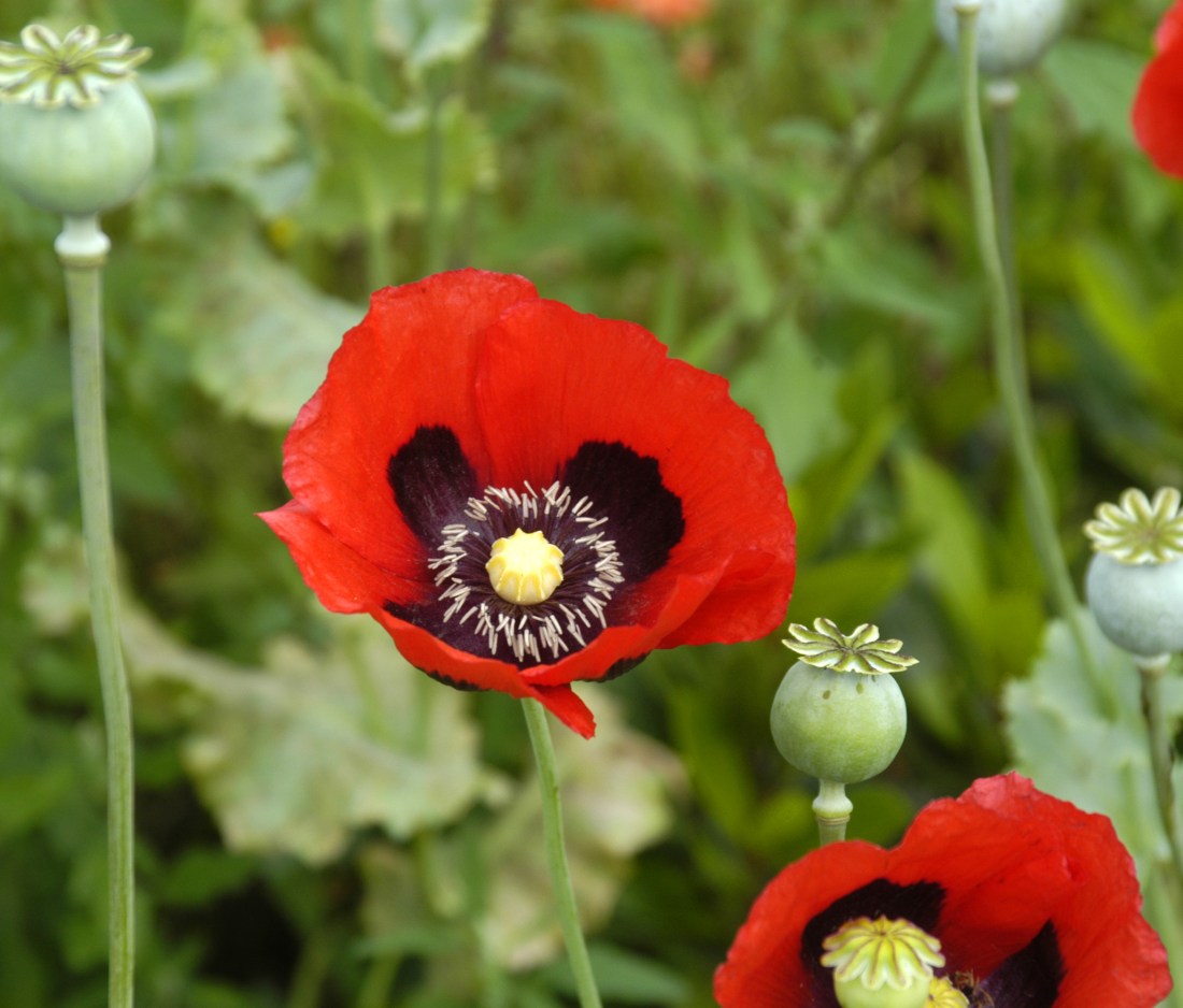 Papaver_somniferum_flowers