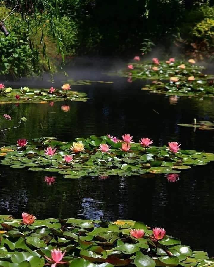 cantecul deltei de aurelia oanca