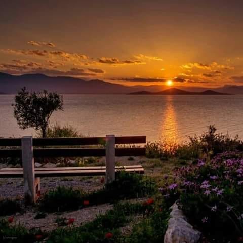 desertaciune de dorina omota