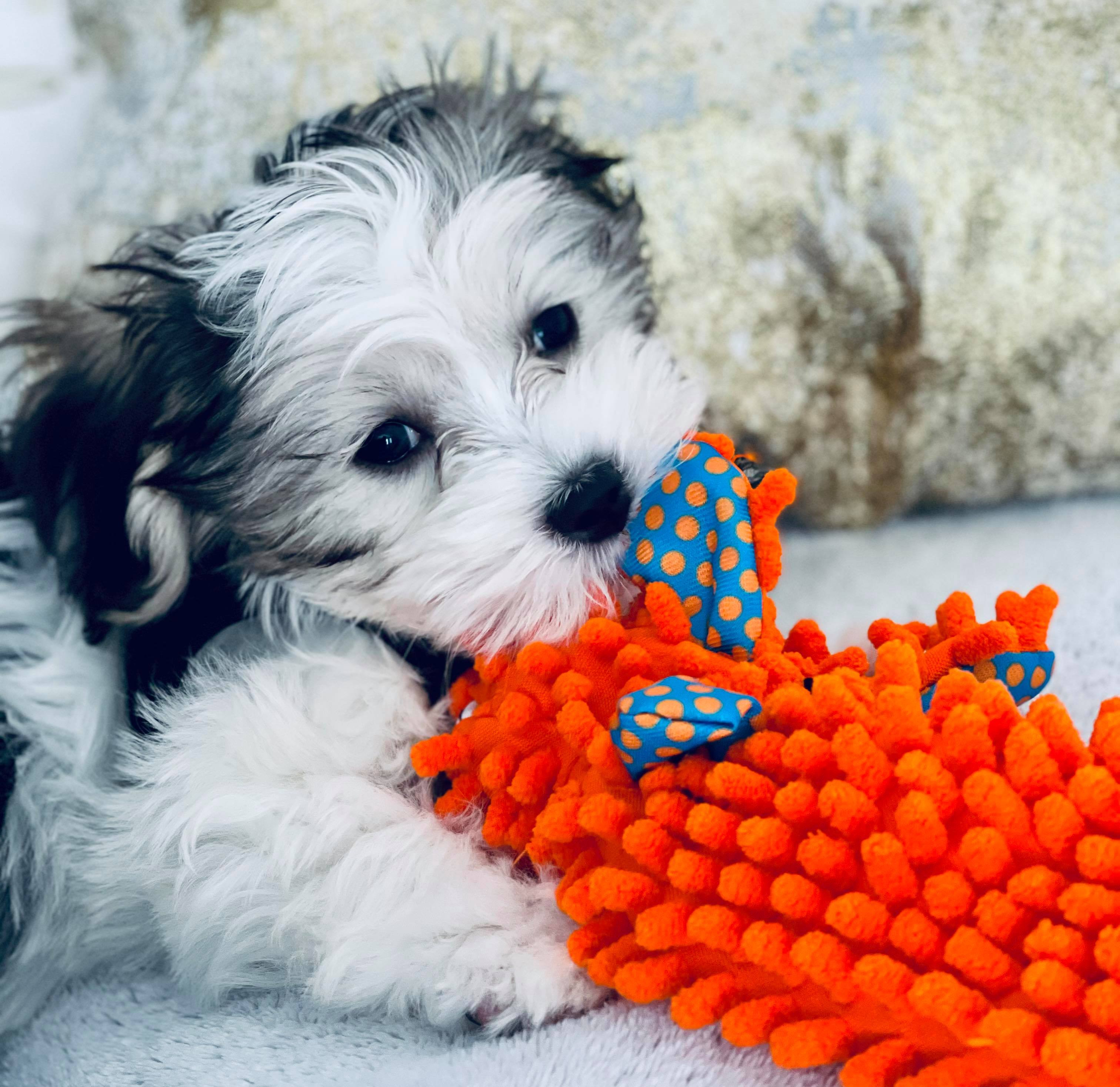 Un mic catel al vietii abajur de Mihaela CD