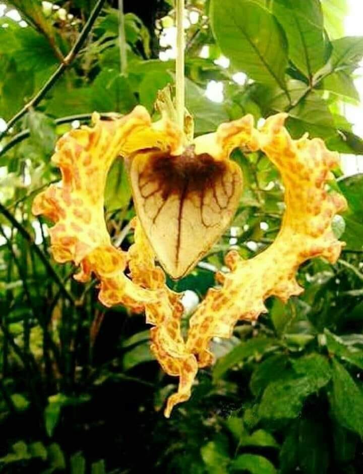 53096701_179157953051484_1272701201825136640_n