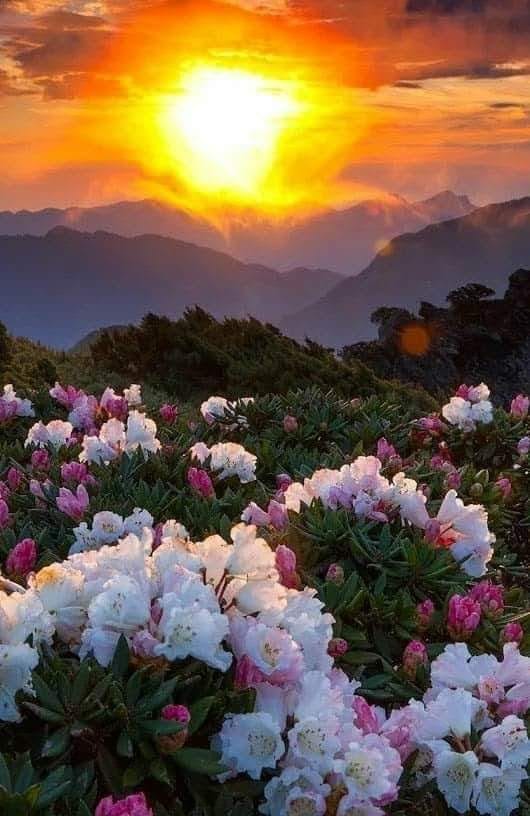 lacrima de dor de loreta toader