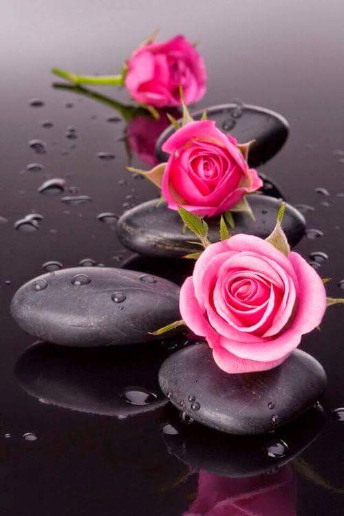 13880385_585097471649868_5683297035330119214_n