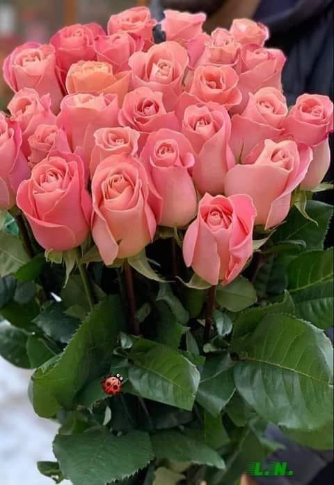 52590266_515194285675211_1756933711904899072_n