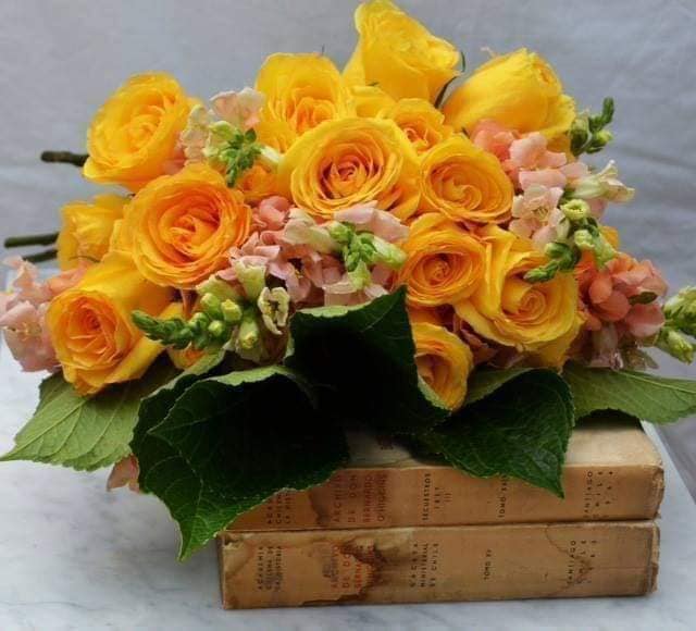 trandafirul meu galben de mari lena stefan