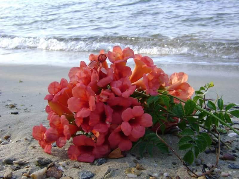 Iubirea mea ramai de Cristian Chistruga