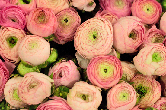 17-Ranunculus-Flowerona