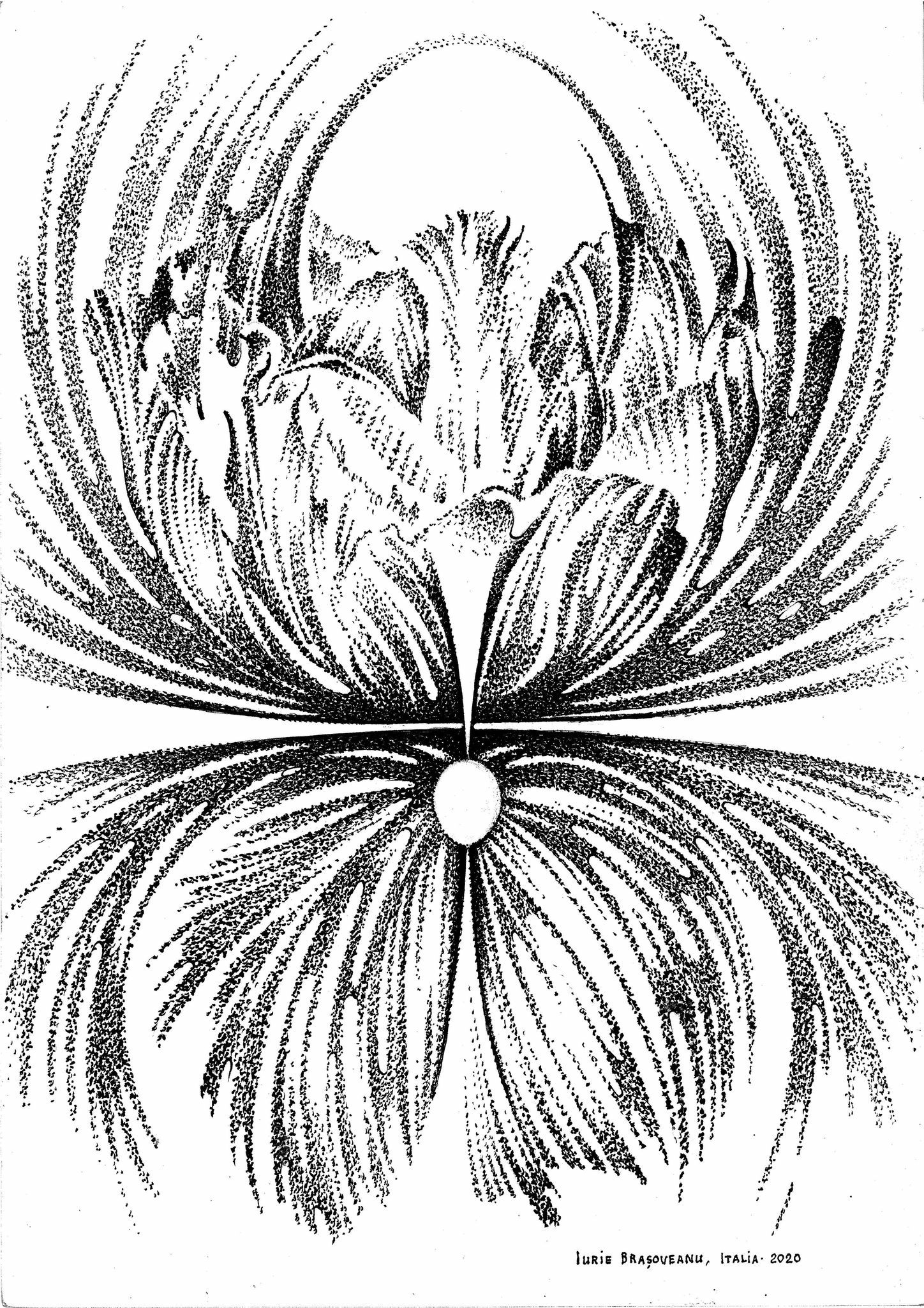 imagine 2_crizantema simetrie